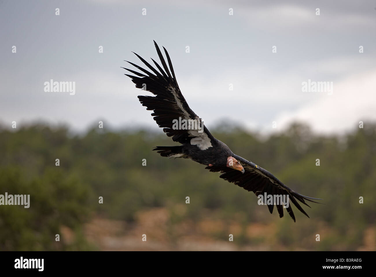 Kalifornien-Kondor (Gymnogyps Californianus) im Flug - Grand Canyon Arizona - USA - bedrohte Arten Stockfoto
