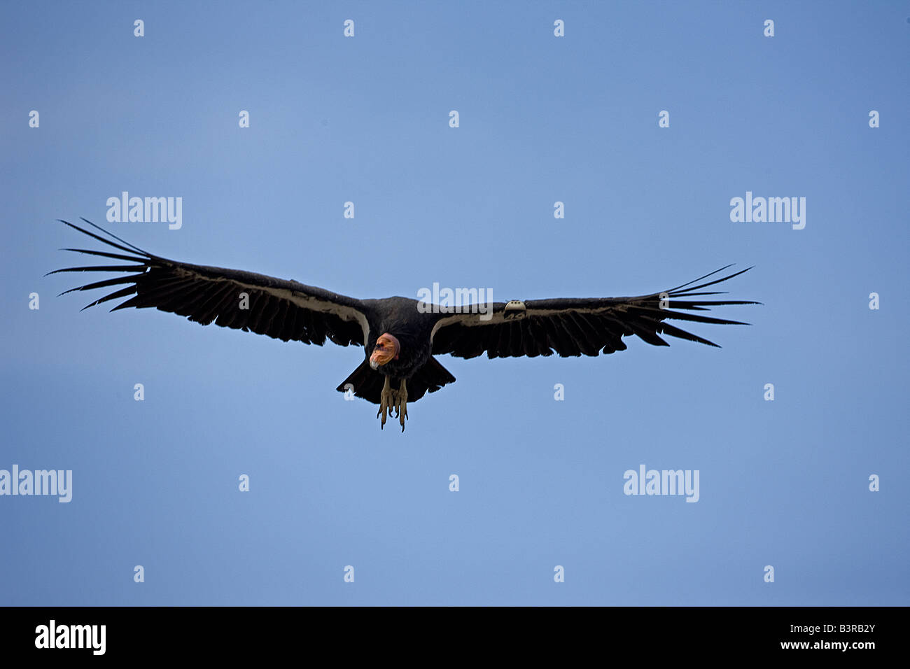 Kalifornien-Kondor (Gymnogyps Californianus) im Flug - Arizona - Artenschutz Stockfoto