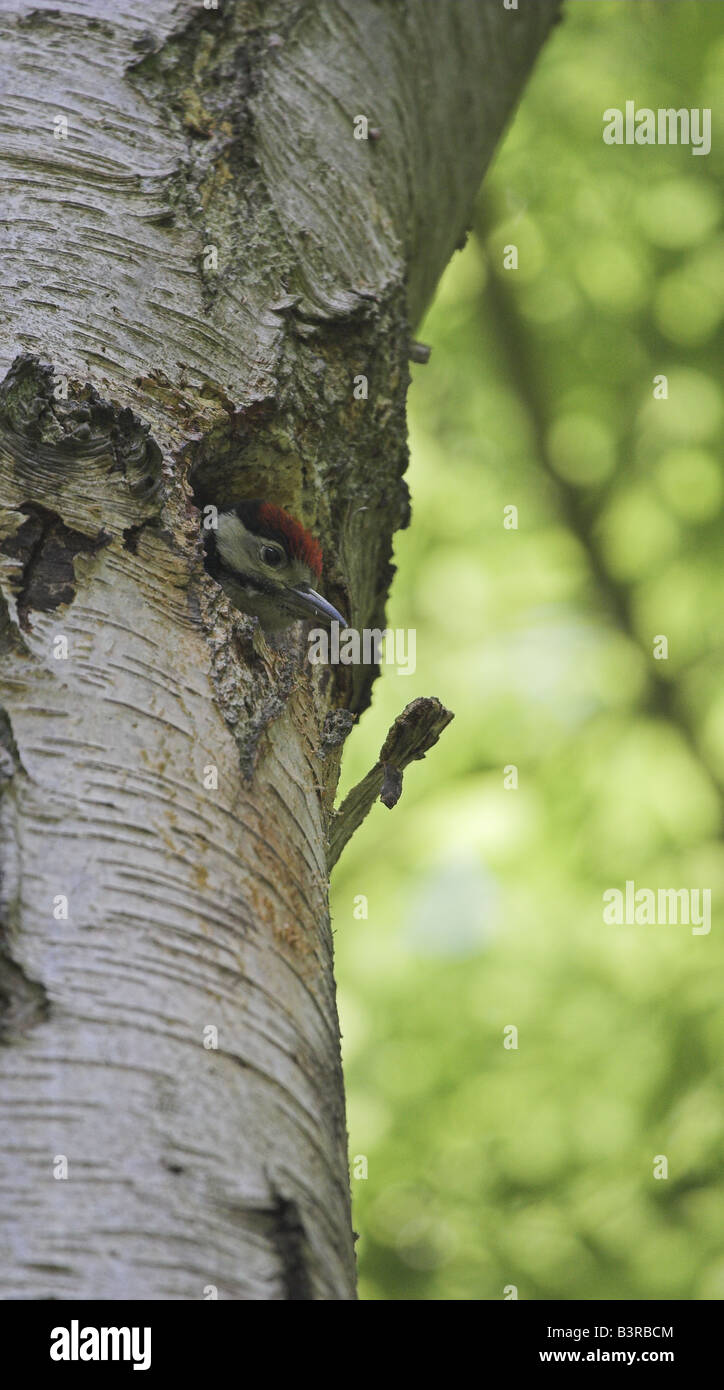 Great Spotted Woodpecker Küken warten, gefüttert zu werden Stockfoto