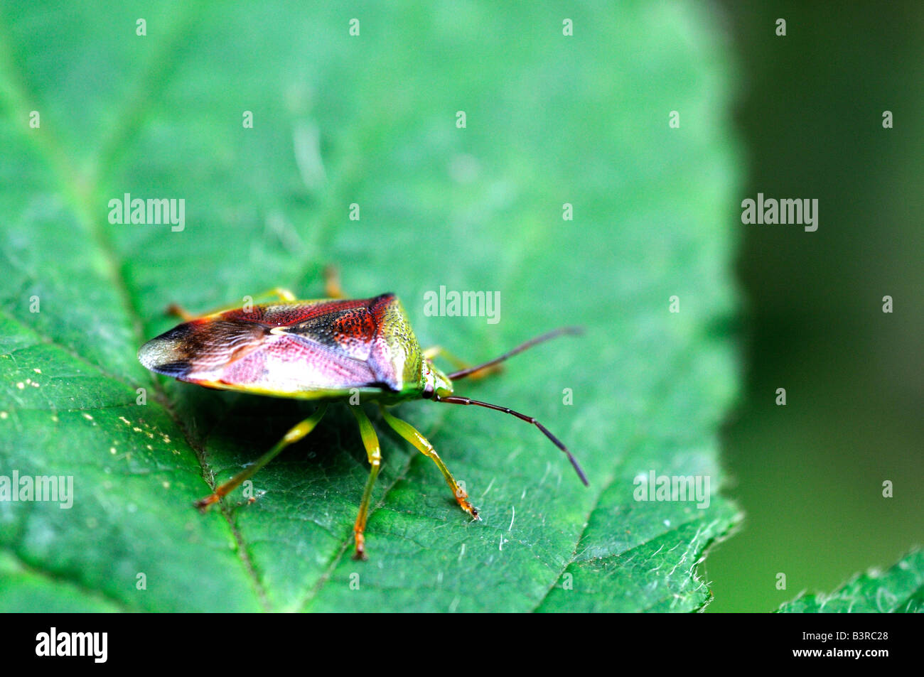 Weißdorn Shield Bug - Acanthosoma haemorrhoidale Stockfoto