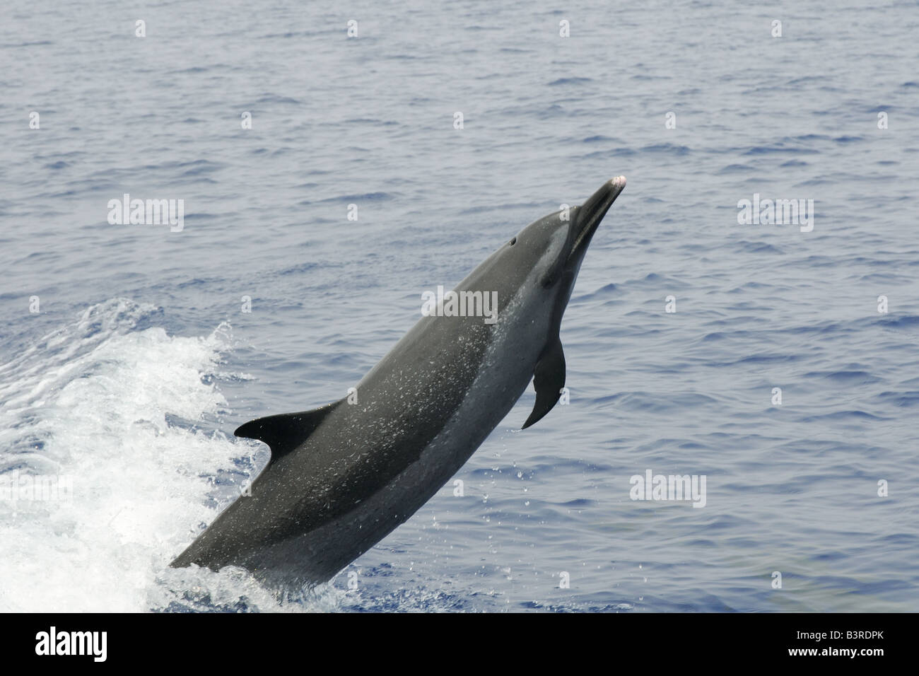 Pantropical spotted Dolphin Stenella attenuata leaping Kailua Kona Hawaii USA Stockfoto