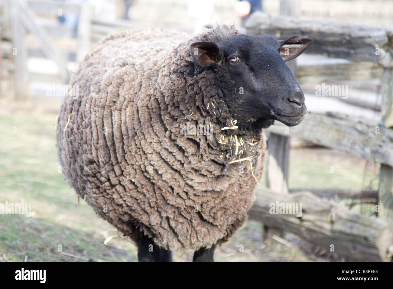 Bild von einer landwirtschaftlichen Nutztieren Stockfoto