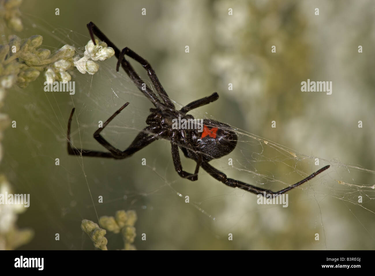 Schwarze Witwe (Latrodectus Hesperus) weibliche - Arizona - USA Stockfoto