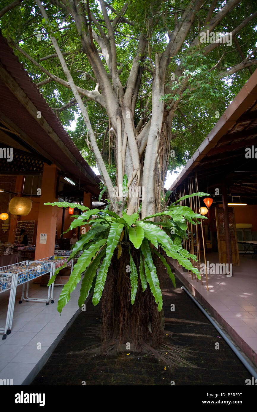 Tropischer Baum wächst mit Epiphyten Asplenium (Vögel nisten Farn) in einem Shop Haus Innenhof Malacca, Malaysia. Stockfoto
