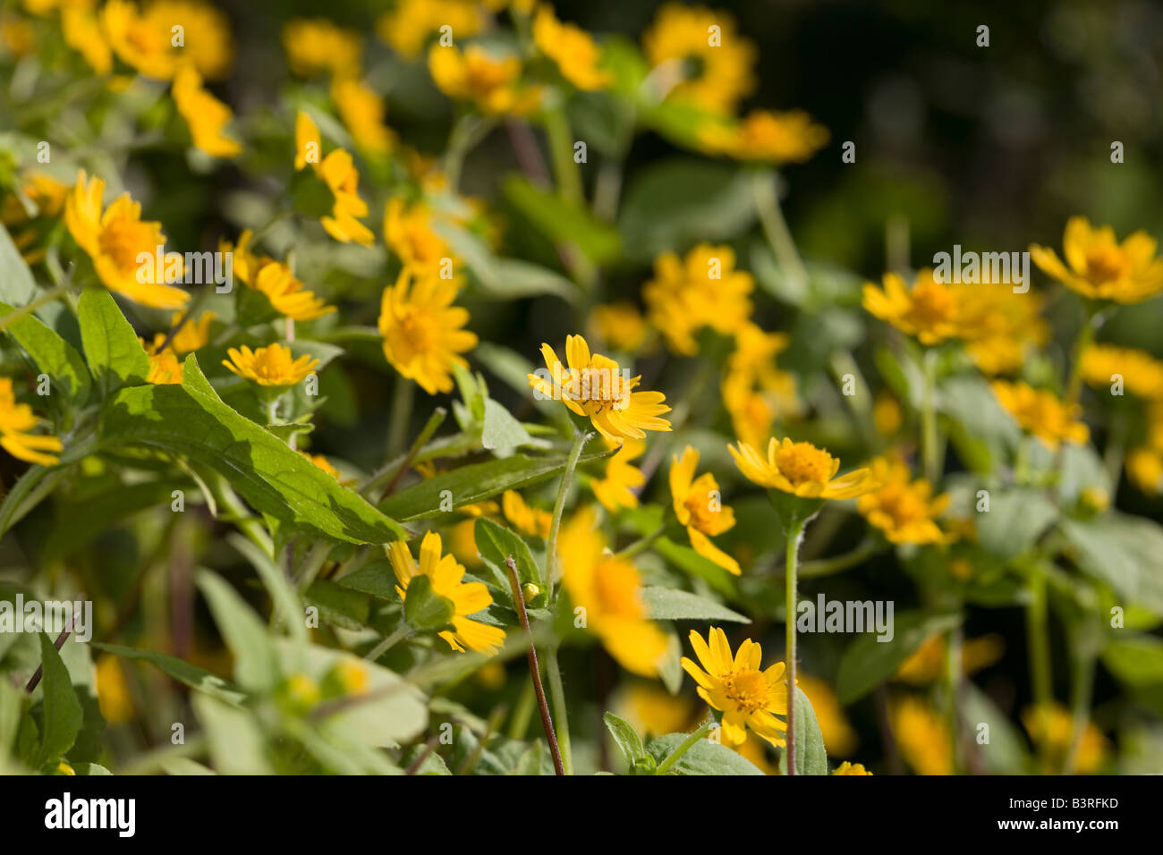 Melampodium (Melampodium Paludosum) Stockfoto