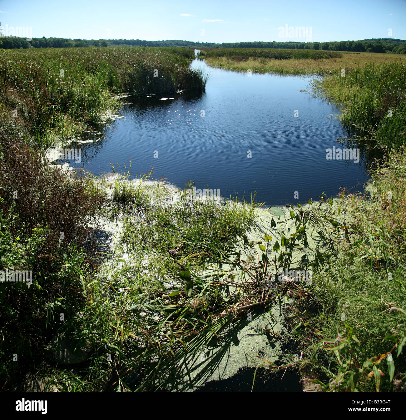 Sumpf und Schilf am Great Meadows National Wildlife Refuge (Concord Unit) in Concord, Massachusetts. Stockfoto