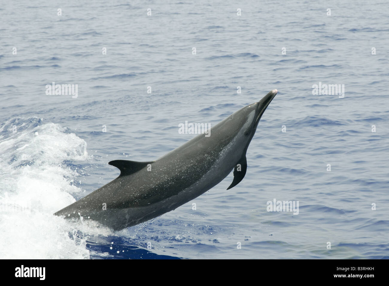 Pantropical spotted Dolphin Stenella attenuata leaping Kailua Kona Hawaii USA Stockfoto