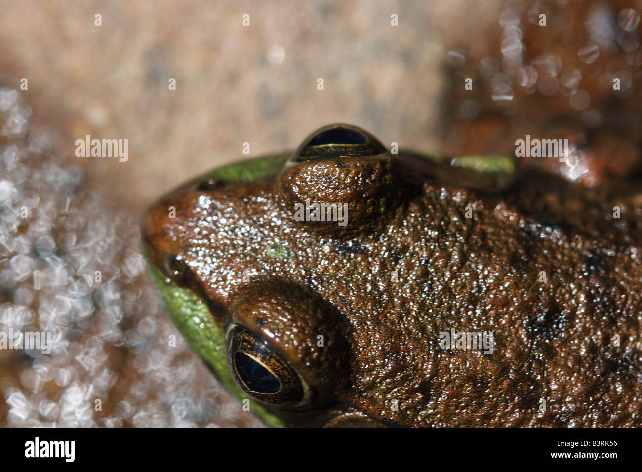 Der Frosch sitzt auf einem Stein verschwommener Unschärfe Hintergrund oben Bilder von Fröschen Bild in den USA horizontale Hi-res Stockfoto