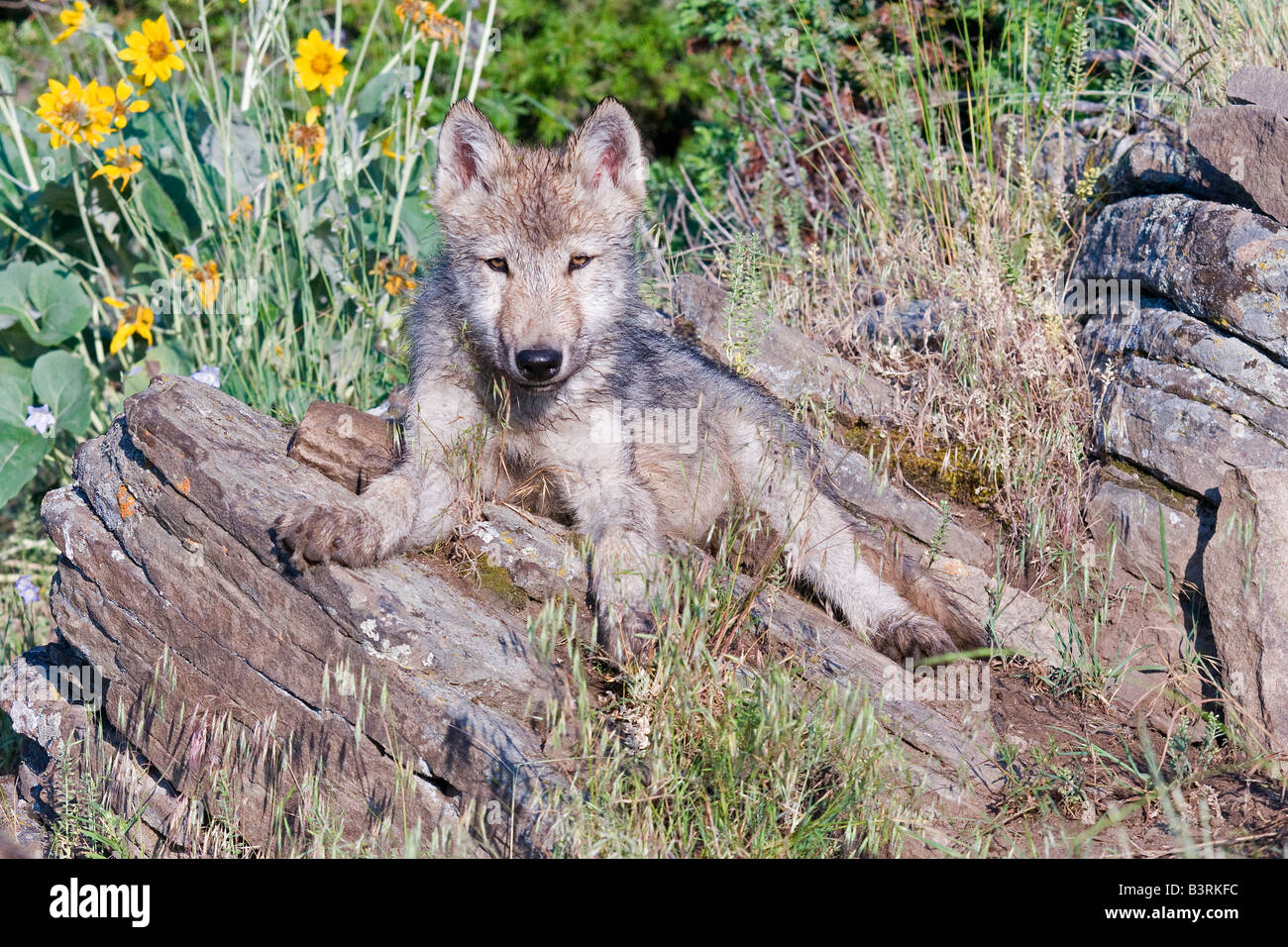 Grey Wolfswelpe auf einem Felsvorsprung Stockfoto