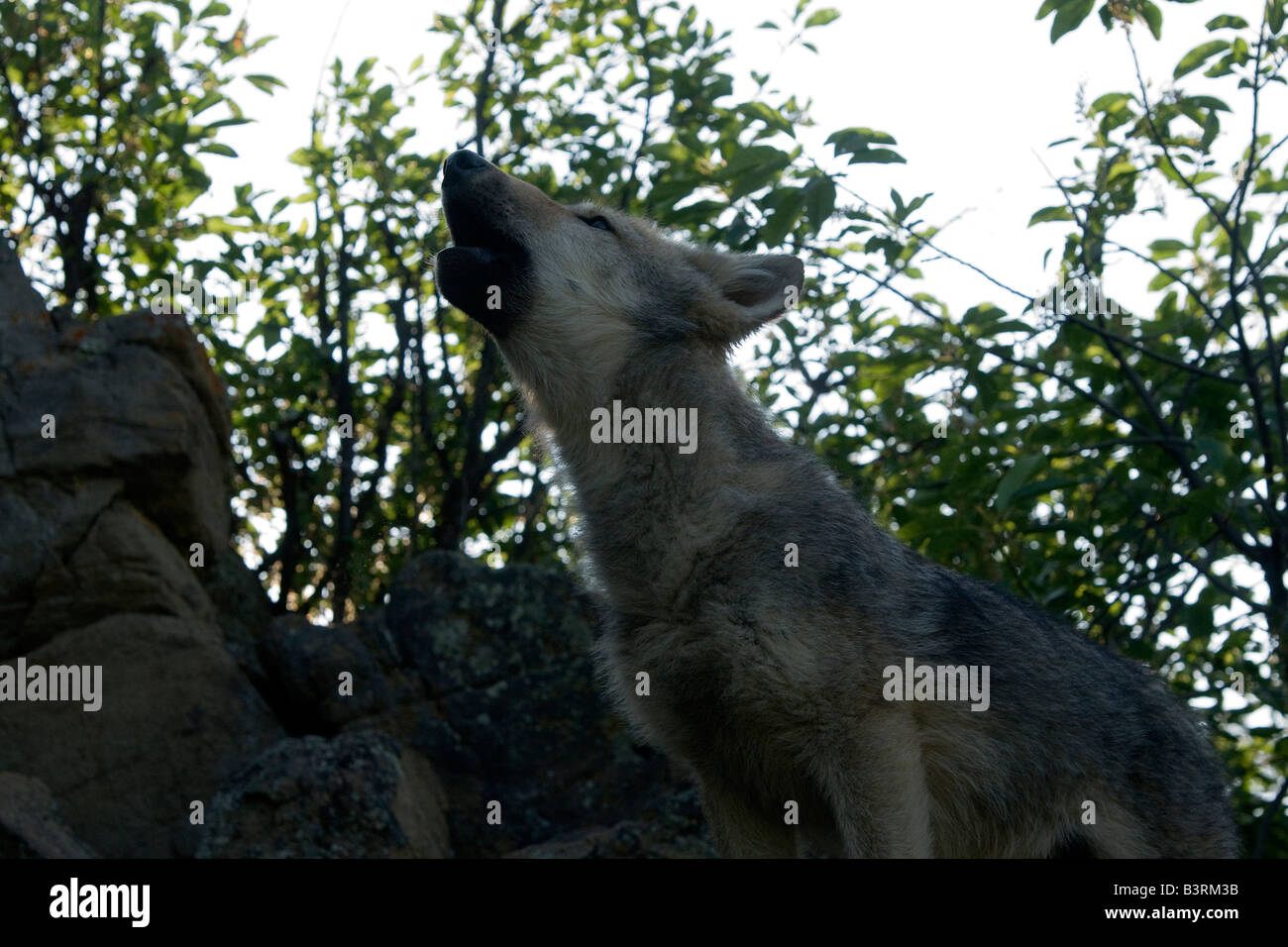 Wolfswelpe auf einem Felsvorsprung. Stockfoto