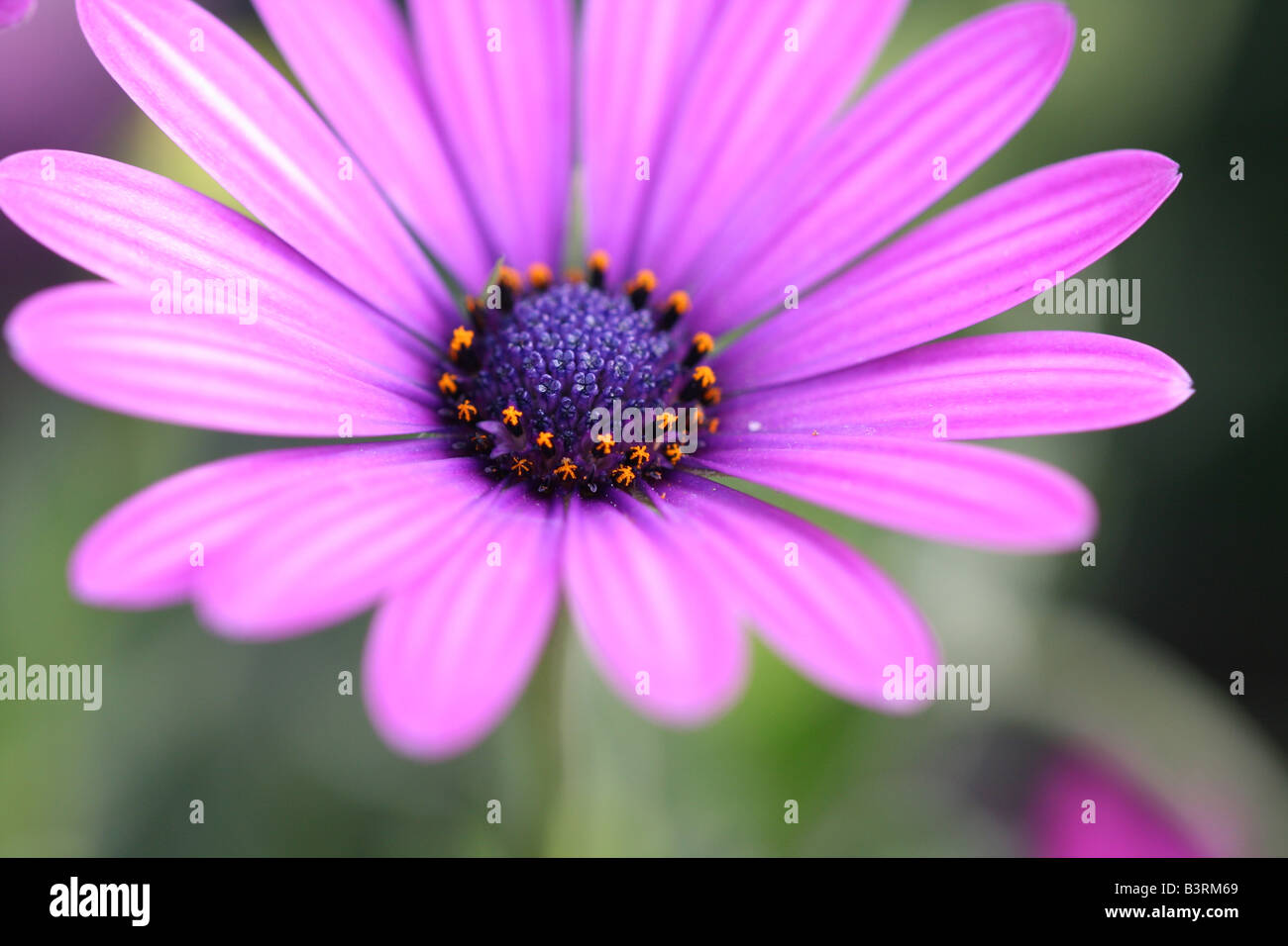 Stock Foto eines Makro-Bildes von einem lila Herbers mit blauen und grünen Hintergrund Stockfoto