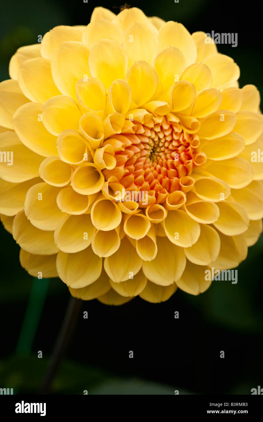 Dahlie "Honeypot" Stockfoto