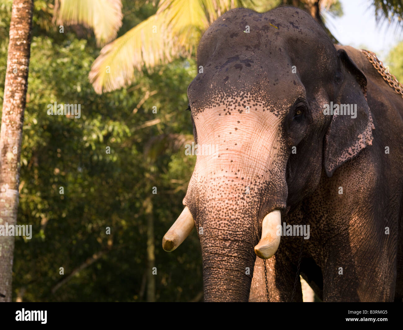 Elefant, Kerala, Indien Stockfoto