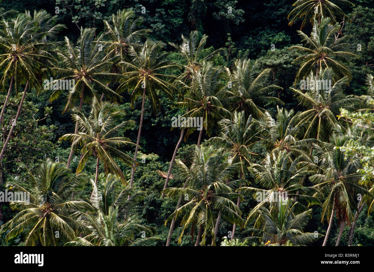 Palmen Sie und üppiger Vegetation weht in die Passatwinde auf der Insel St. Lucia West Indies Stockfoto