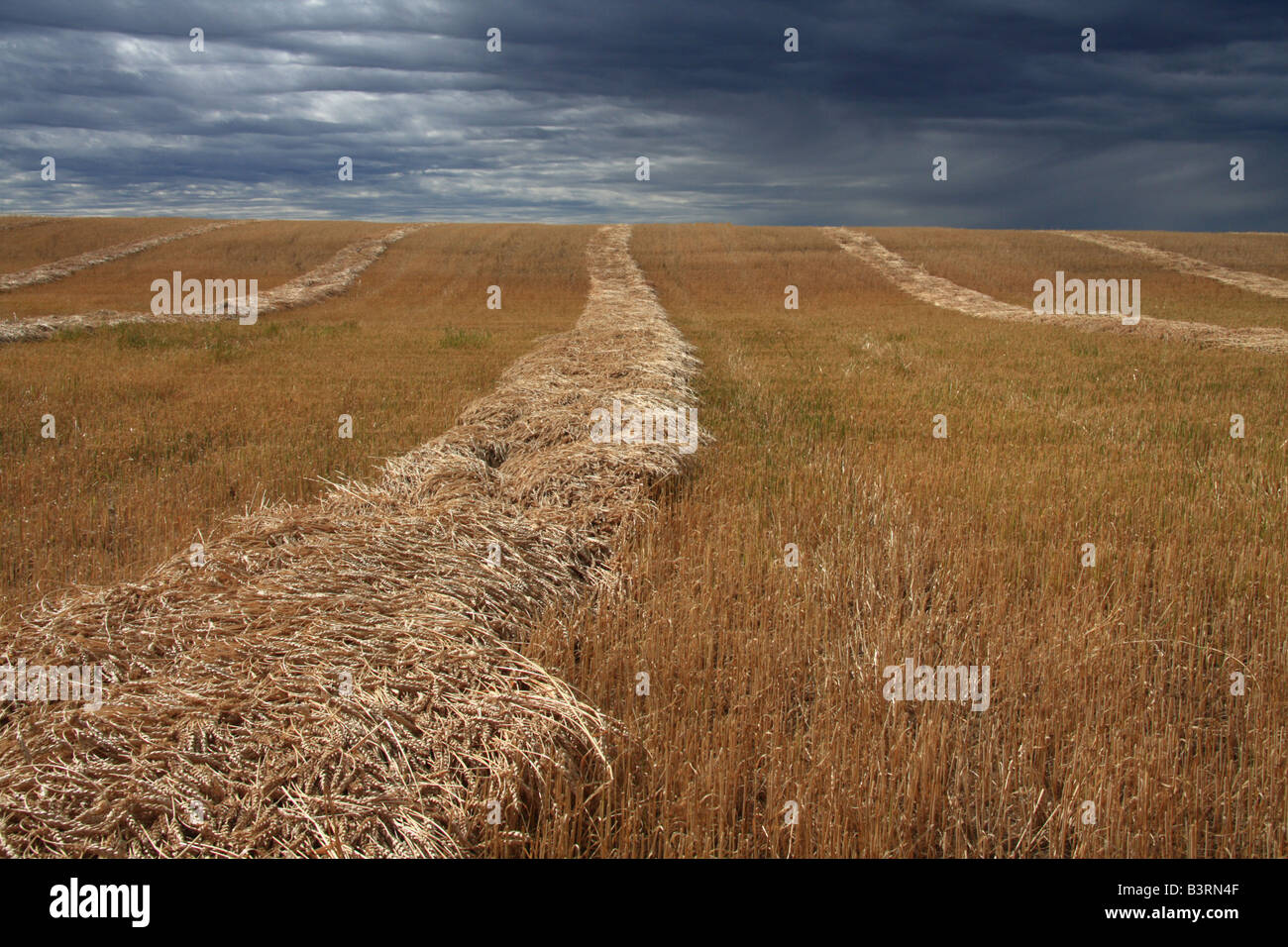Stürmische Prärien an Getreide, Alberta Stockfoto