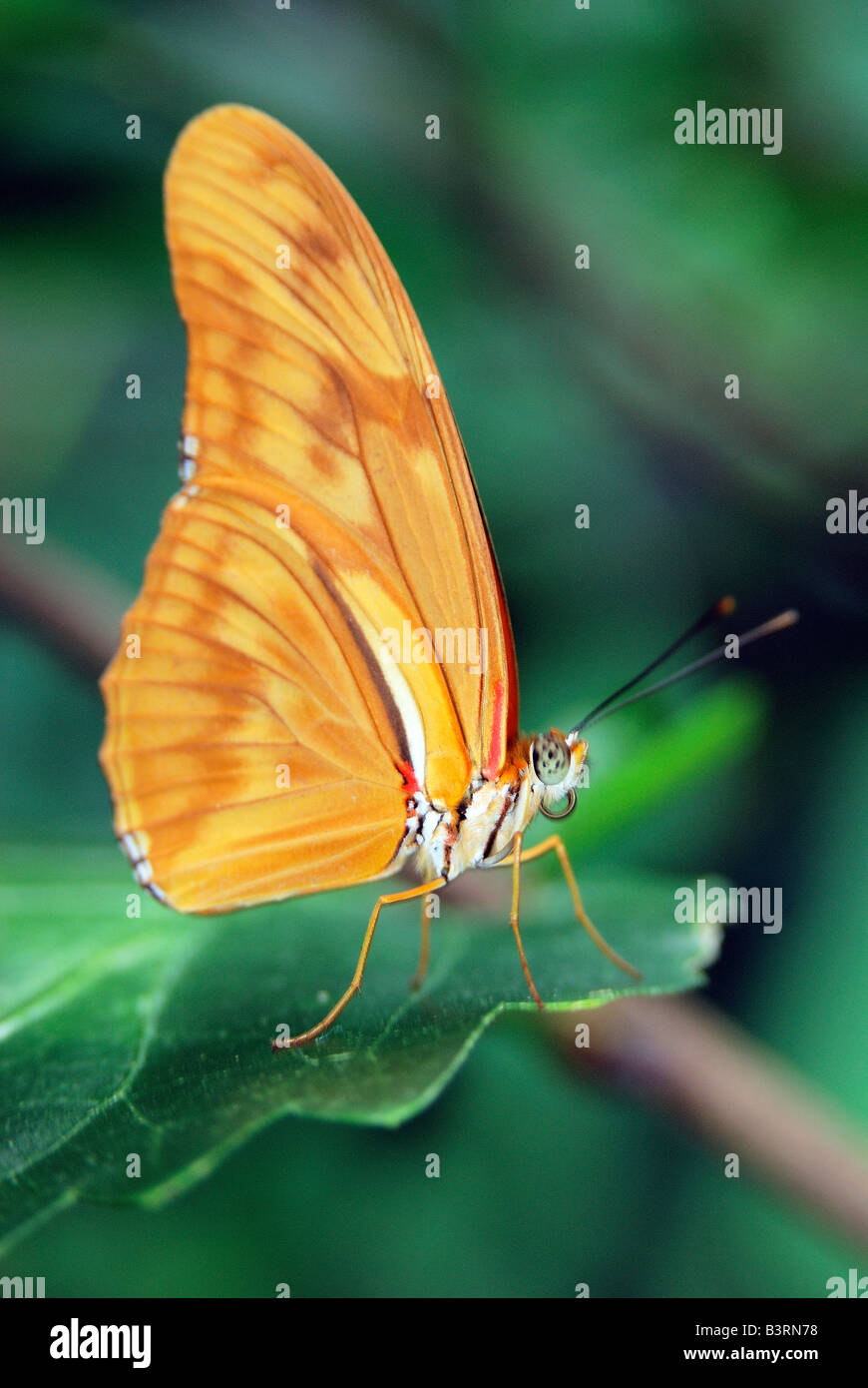 Tropischen exotische südamerikanische Flambeau Schmetterling Dryas Iulia oder Julia Butterfly sitzt auf einem grünen Blatt Stockfoto