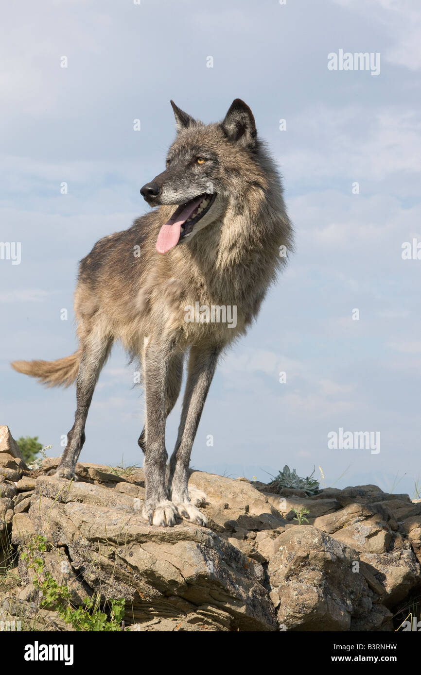 Graue Wölfe auf einem Felsvorsprung in den Bergen von Montana Stockfoto