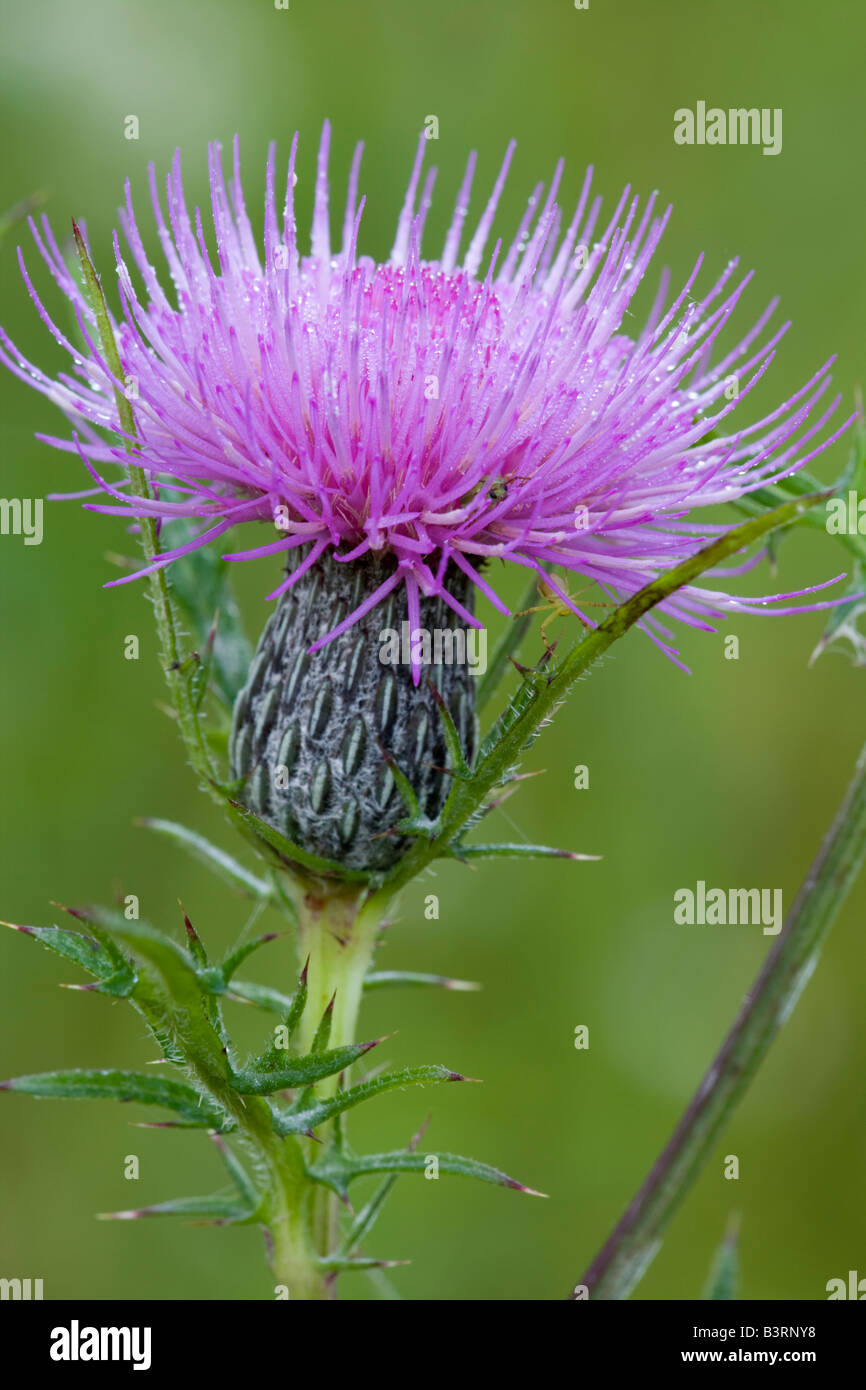 Fen Distel oder Sumpf Distel, Cirsium Muticum, Iowa Stockfoto