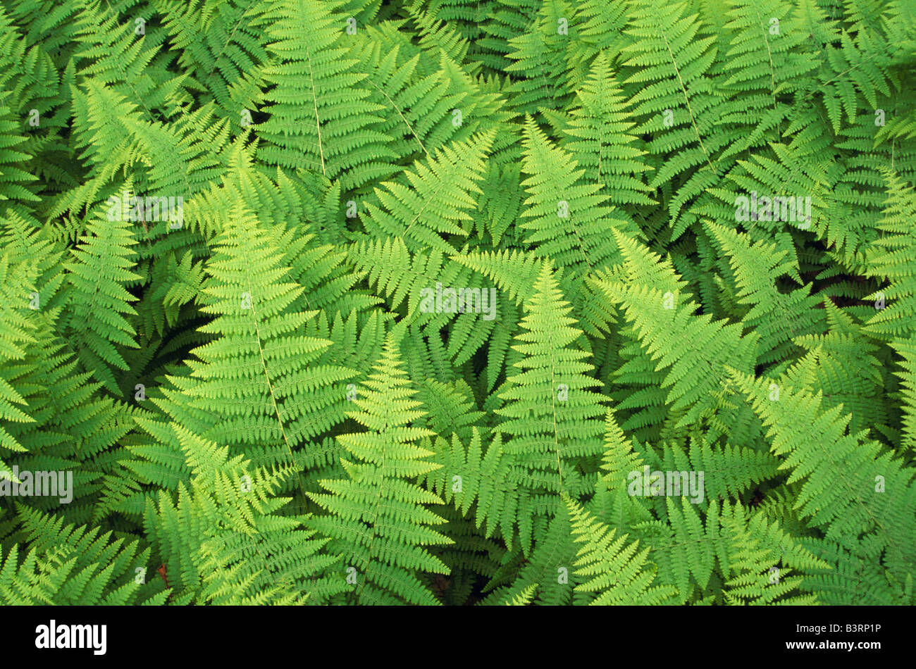 Farn Wedel, USA Stockfoto