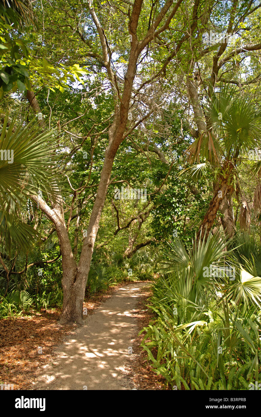 Wandern Florida trail Florida Wanderungen Gold Head Branch State Park fl fla Stockfoto