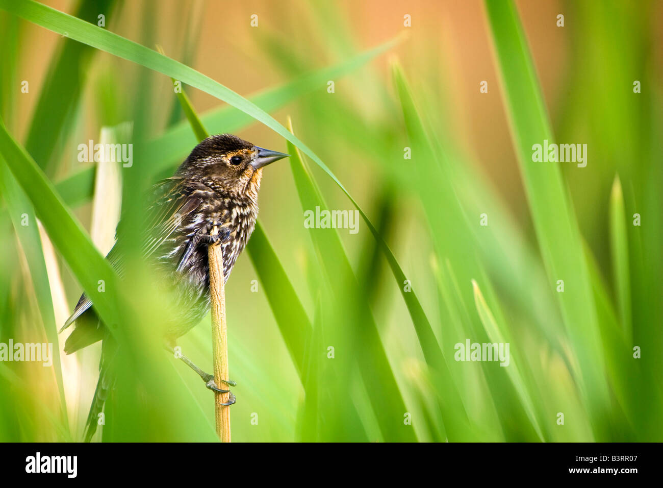 Kiefer (Pinus Dendroica) Warbler Stockfoto