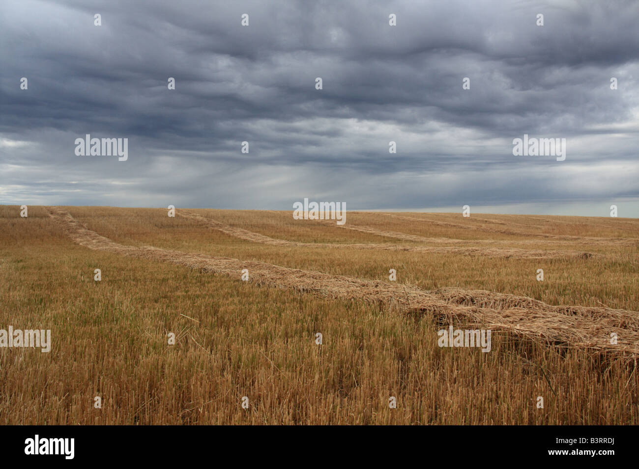 Stürmische Prärien um Getreide, Alberta Stockfoto