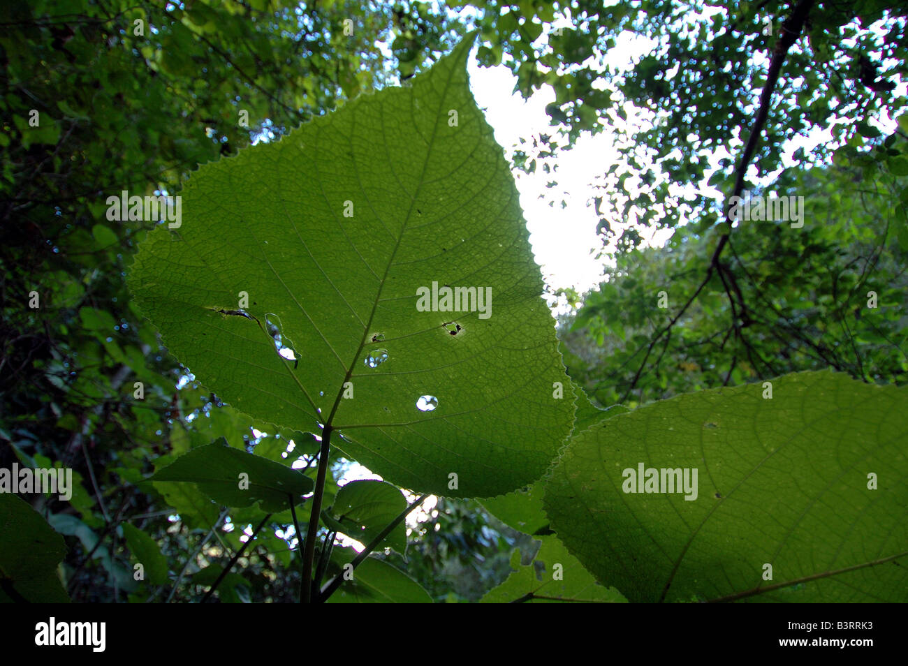 Blätter des Baumes stechen (Dendrocnide Moroides) in einem Regenwald clearing in North Queensland, Australien Stockfoto