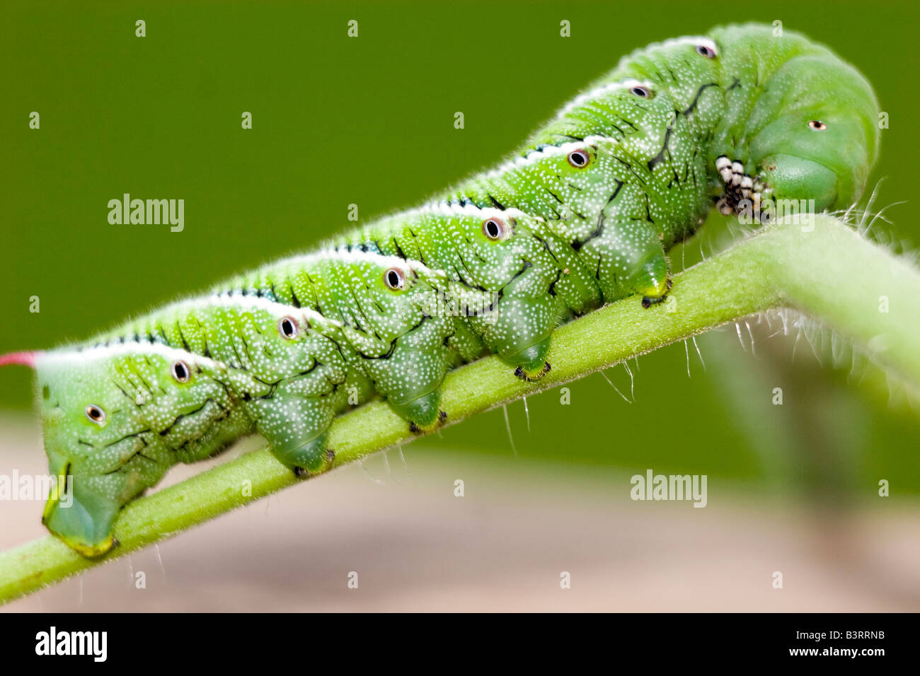 Ein Tomaten-Hornworm auf eine Tomatenpflanze im südlichen Louisiana Speisen. Stockfoto