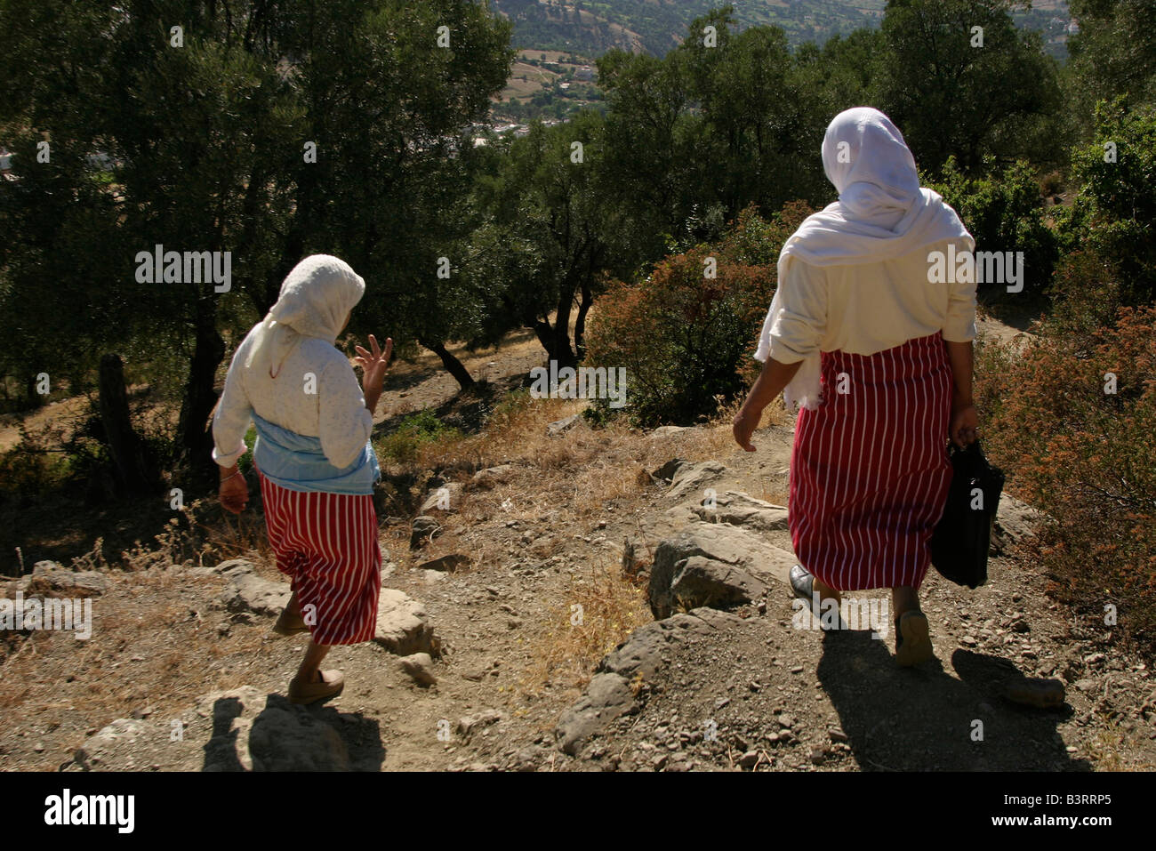 Dorffrauen Leben in der Nähe von Chefchaouen Spaziergang durch Olivenhaine, wie sie den Berg in Richtung Stadt hinab. Stockfoto