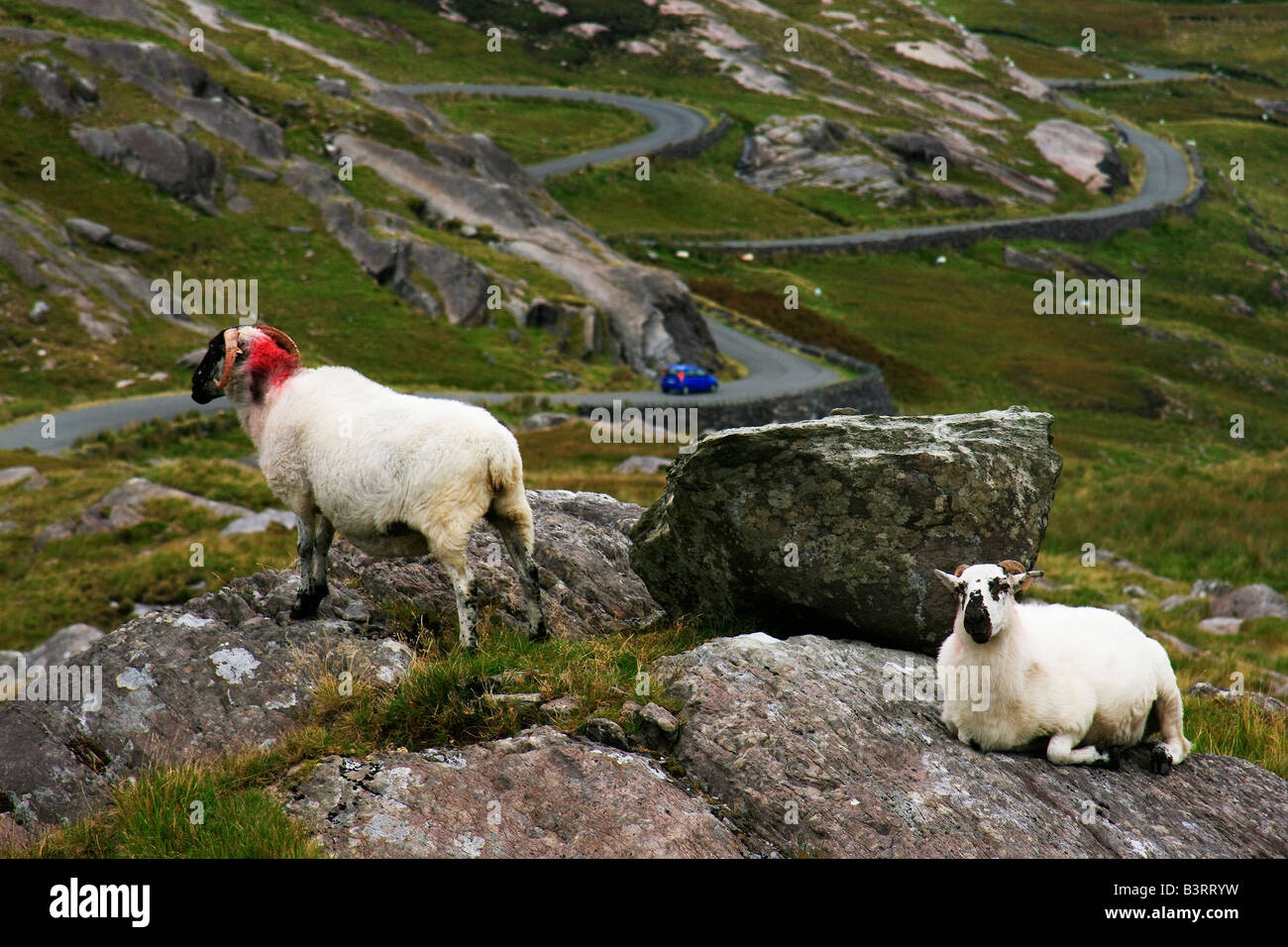 Blick auf den Healy Pass mit Schafen, County Cork, Irland Stockfoto
