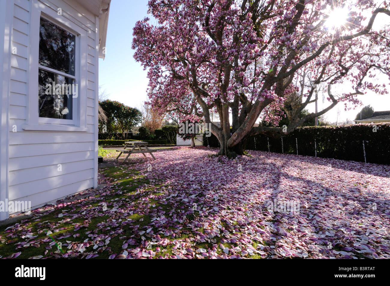 Neuseeland-Haus mit Magnolie und abgefallene Blütenblätter, Vorgarten, Cambridge, New Zealand Streuung. Stockfoto