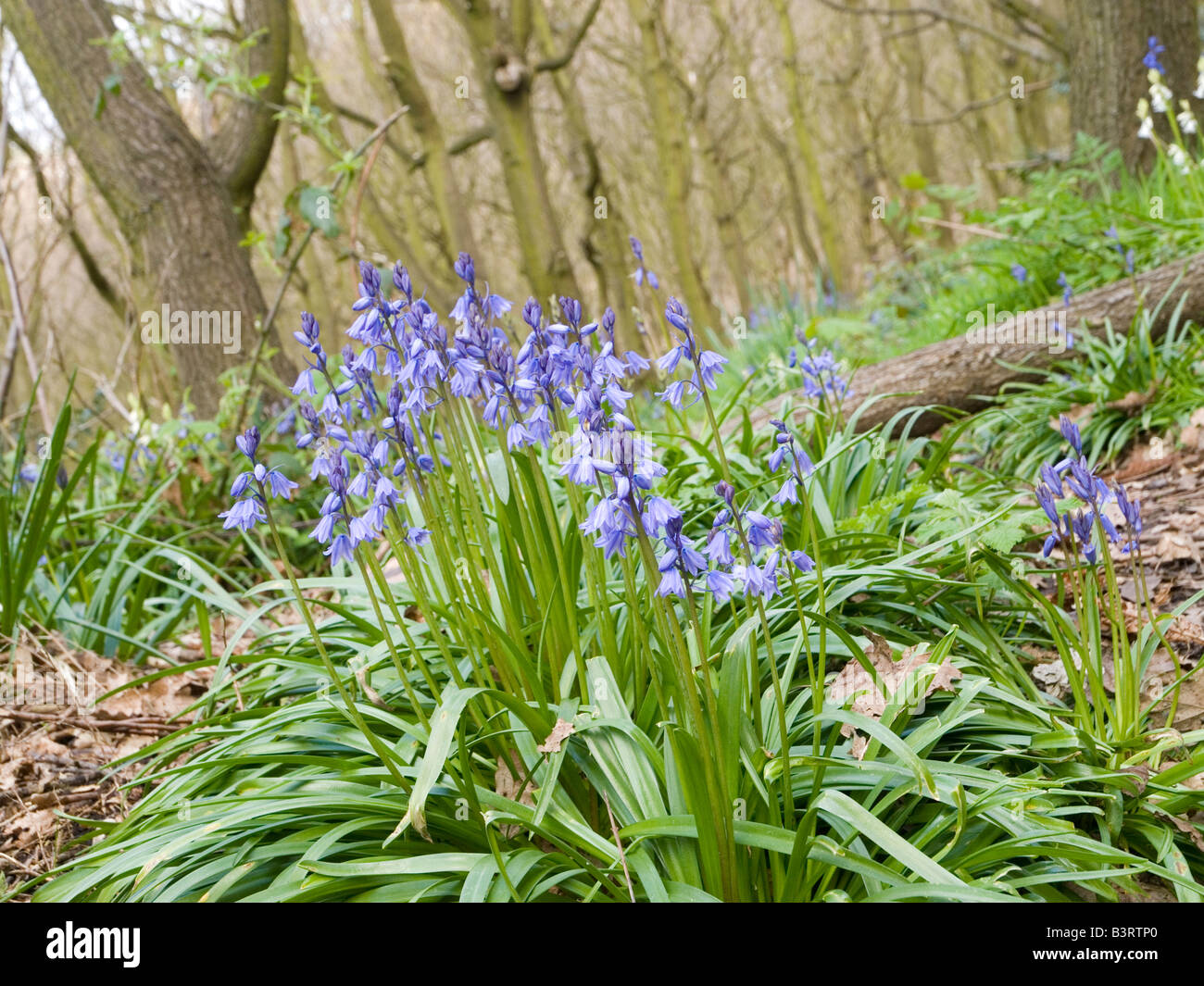Frühling-Glockenblumen in einem Park in Mansfield, Nottinghamshire, England UK Stockfoto