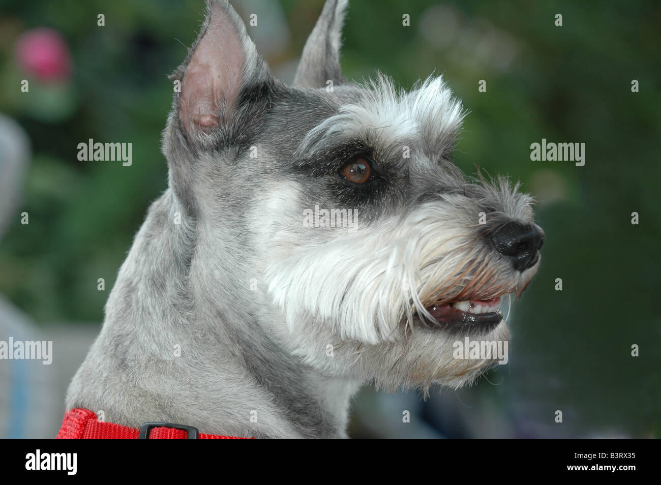 Seitenansicht eines reinrassigen Schnauzer-Hundes Stockfoto