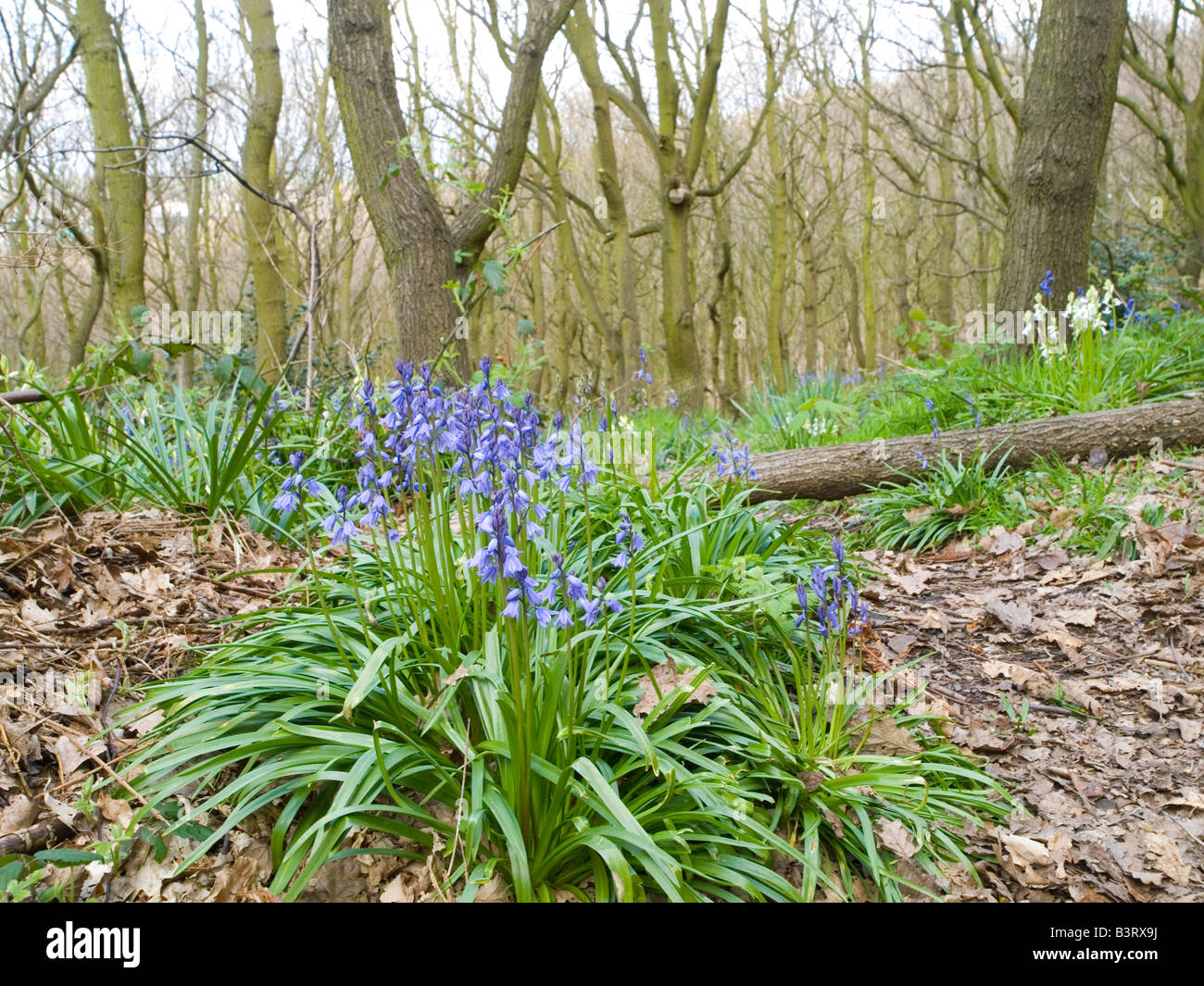 Frühling-Glockenblumen in einem Naturschutzgebiet in Mansfield, Nottinghamshire, England UK Stockfoto