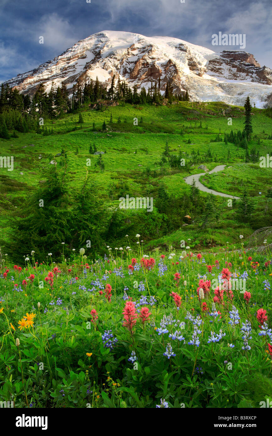 Wildblumenwiese im Paradise, Mount Rainier Nationalpark, Washington, USA Stockfoto