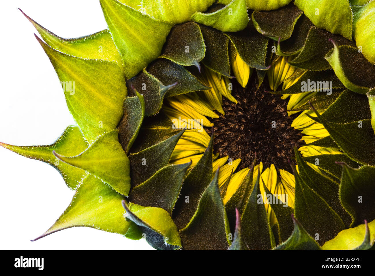 Close Up Portrait einer Sonnenblume auf weißem Hintergrund. Stockfoto