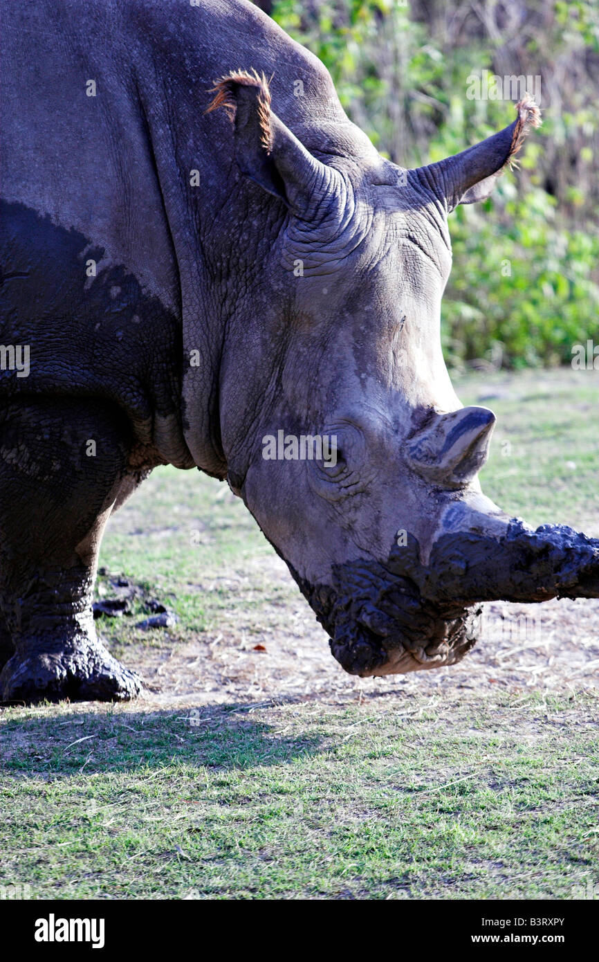 Ein Nashorn schlängelt sich über im Audubon Zoo in New Orleans, Louisiana. Stockfoto