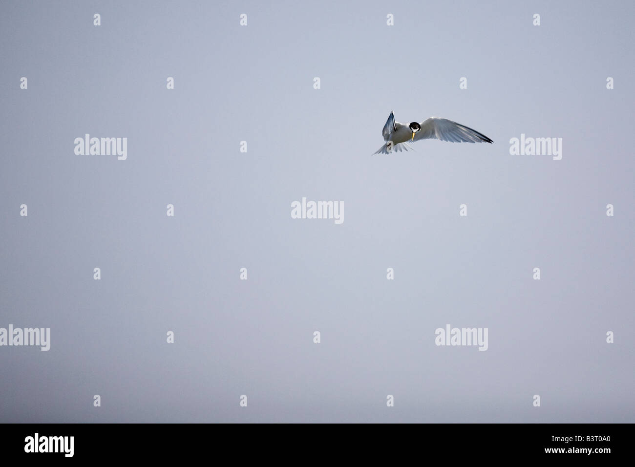 Die gefährdete Kalifornien mindestens Tern Sternula Antillarum Umfragen das Wasser für die Fische. Stockfoto