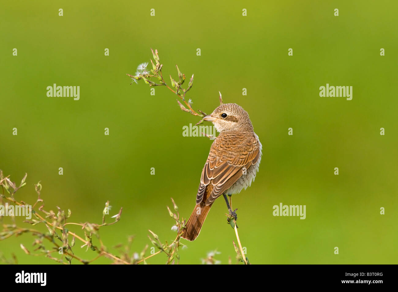 Porträt von einem Neuntöter Stockfoto