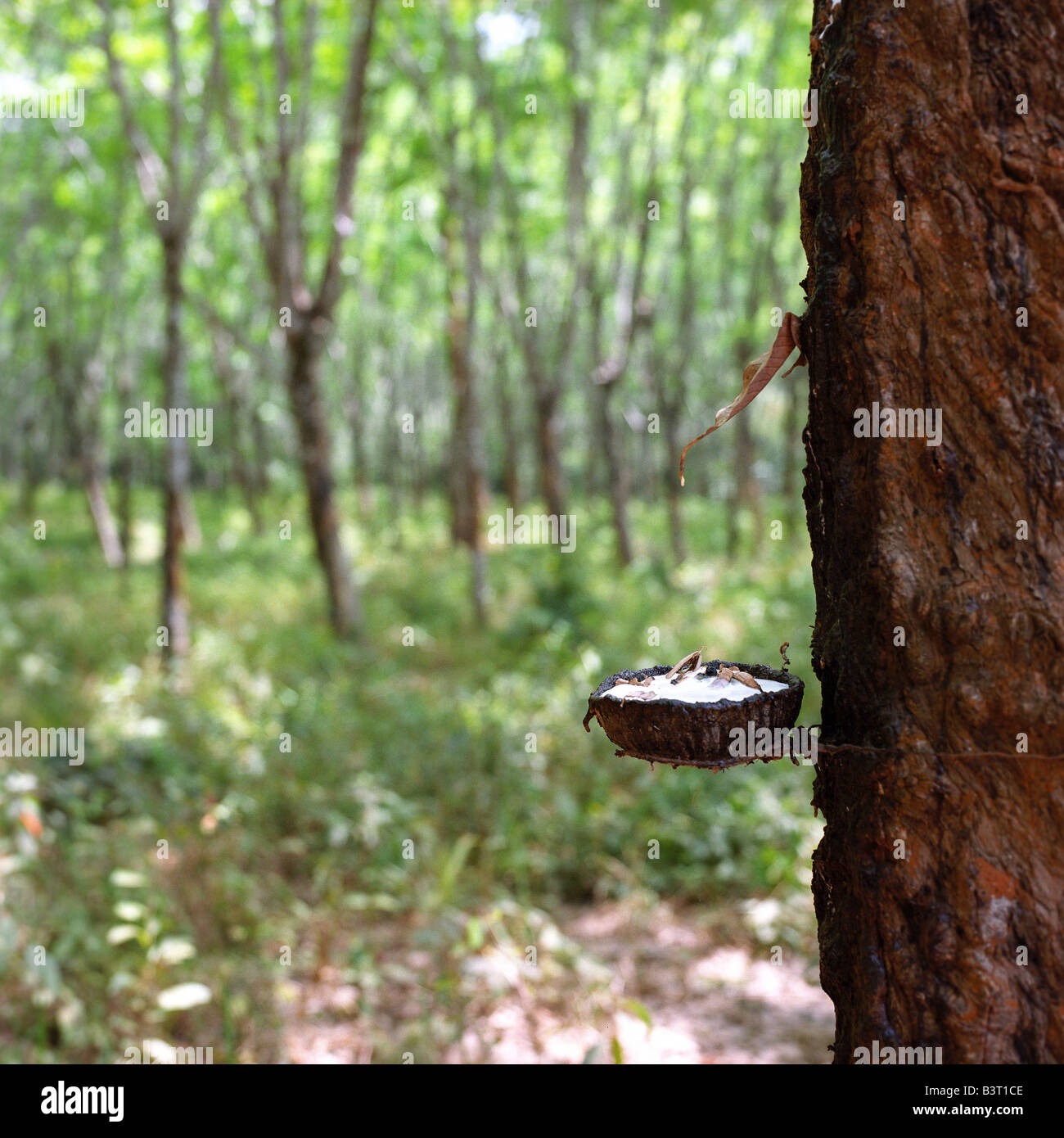 Gummibaum-Farm in Thailand Stockfotografie - Alamy