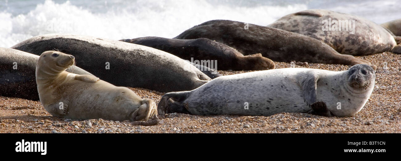 Graue Dichtungen Halichoerus Grypus Stockfoto