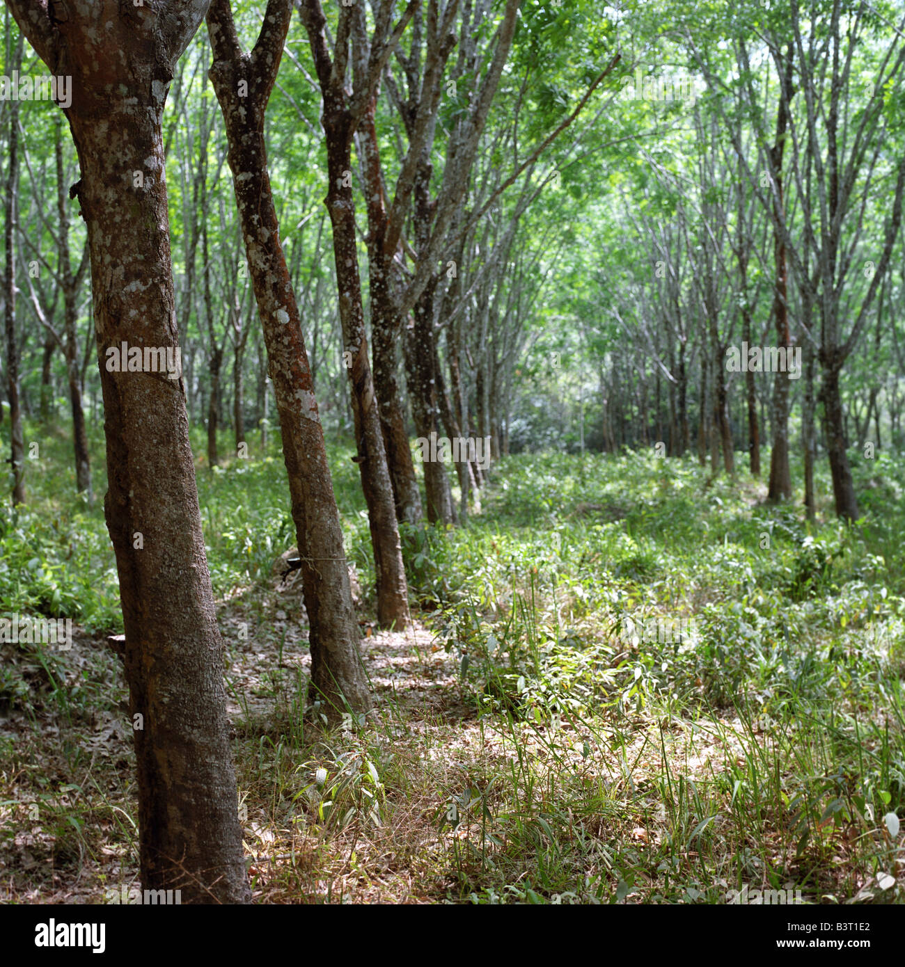 Gummibaum-Farm in Thailand Stockfotografie - Alamy