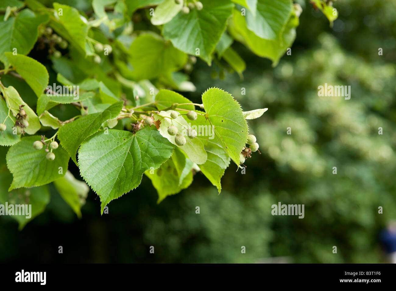 Gemeinsamen Lime Tilia Europaea Nahaufnahme von Zweig mit Früchten und Blättern Stockfoto