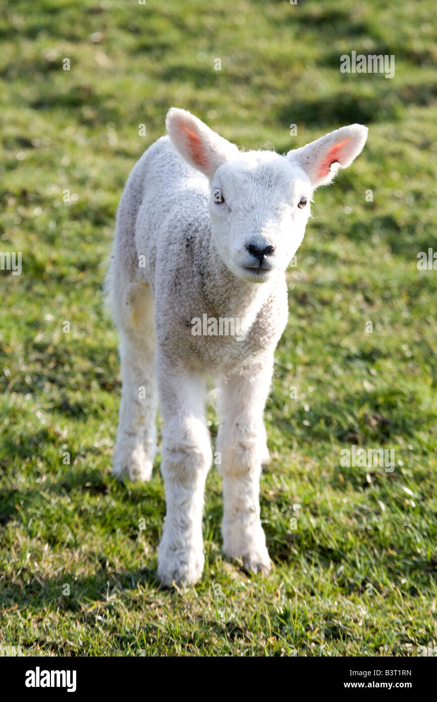 Kleines Lamm Stockfoto