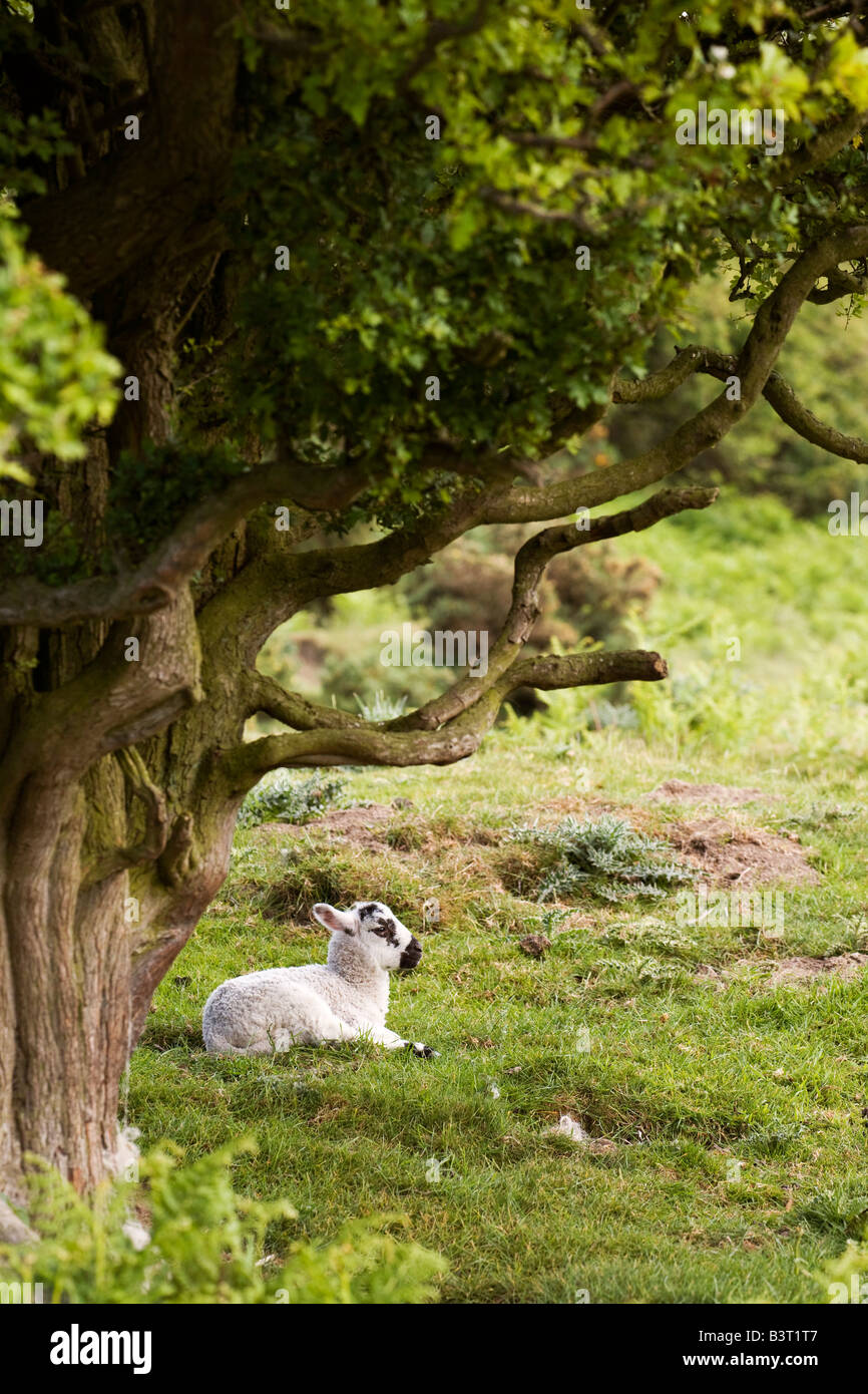 Schaf liegend unter Baum Stockfoto