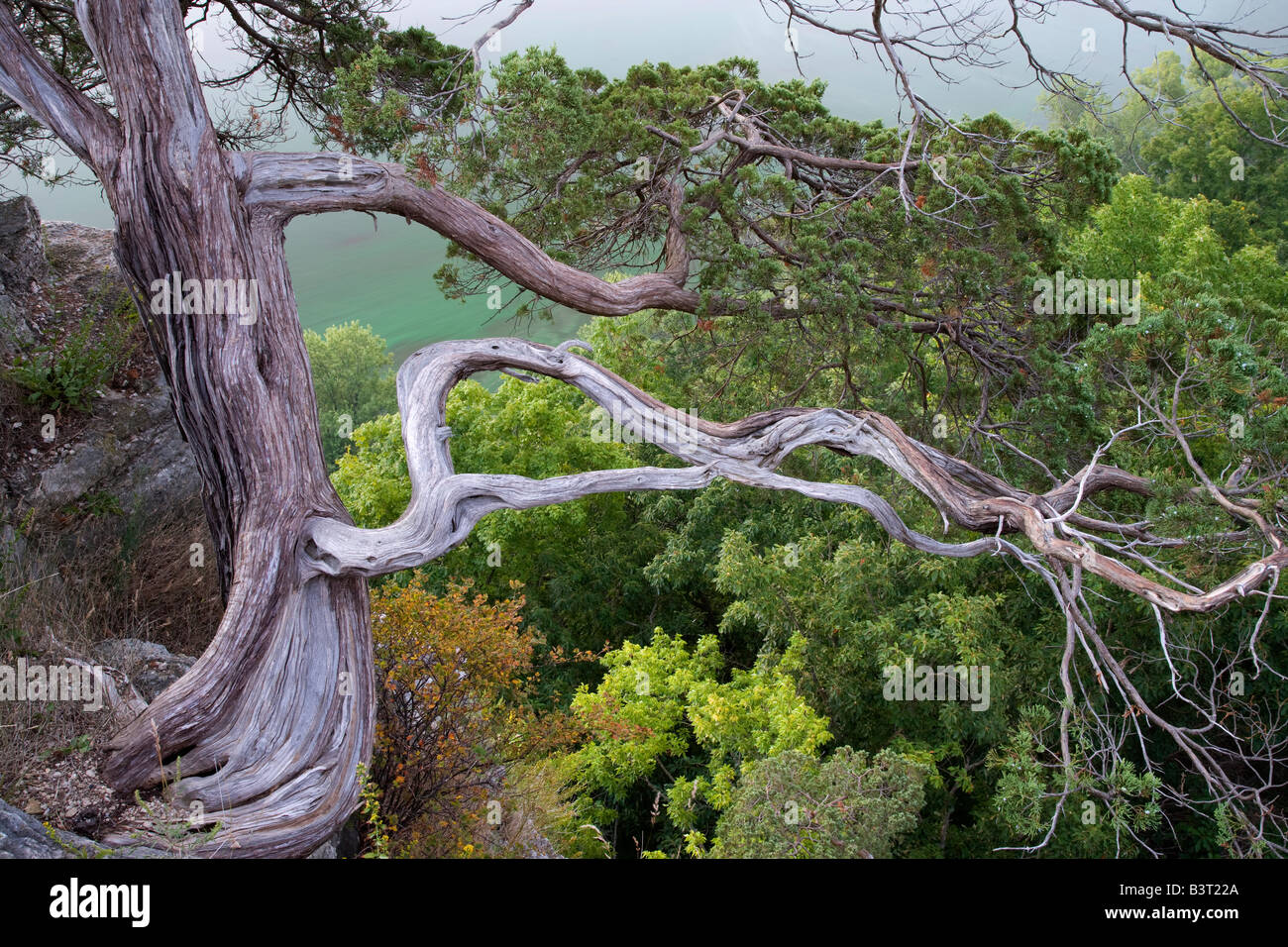 alten Baum, Bildnis Mounds National Monument, Iowa Stockfoto