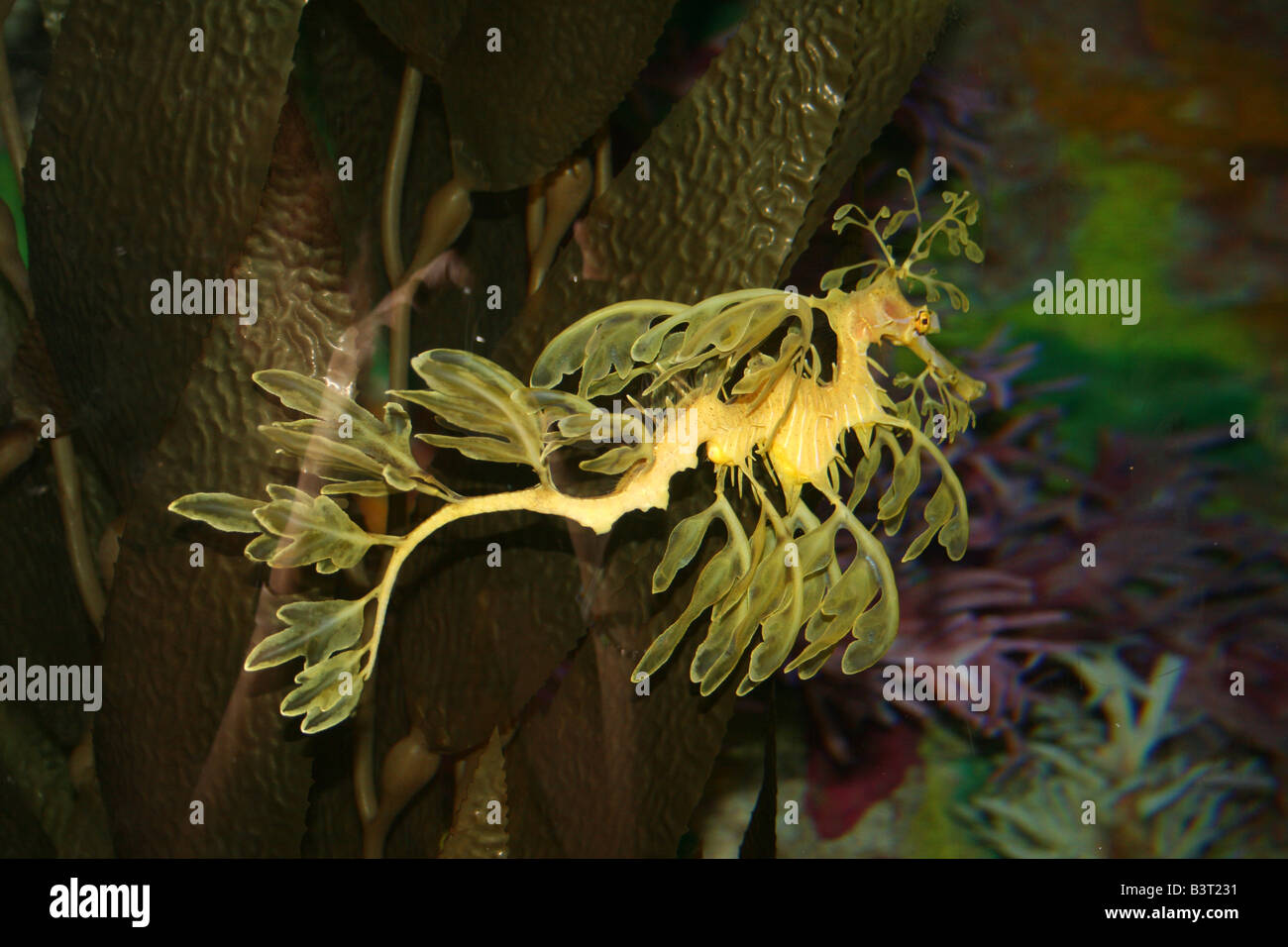 Leafy Sea Dragon, Phycodurus eques Stockfoto