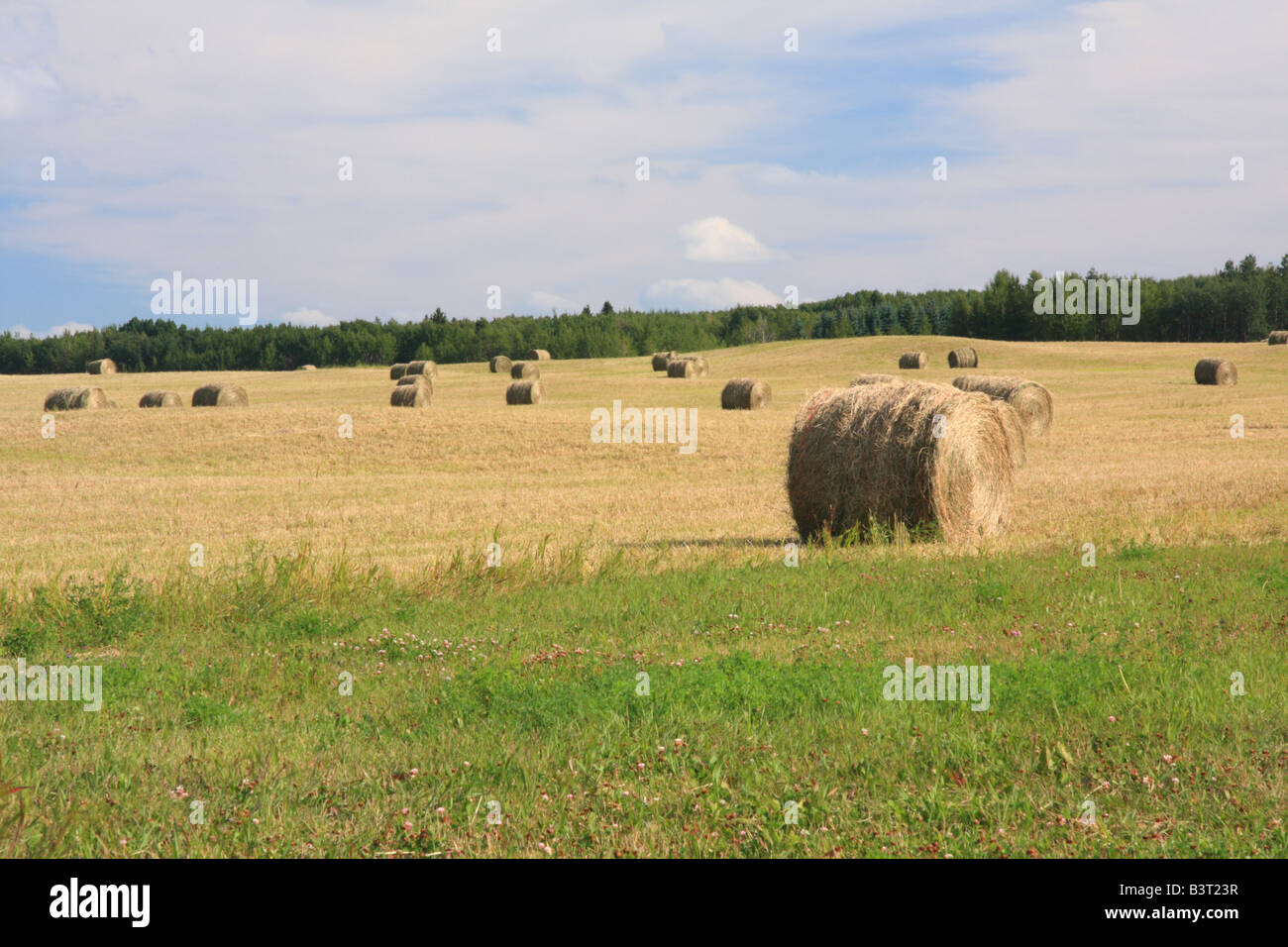 Heuballen auf Ackerland östlich von Calgary, Alberta Stockfoto