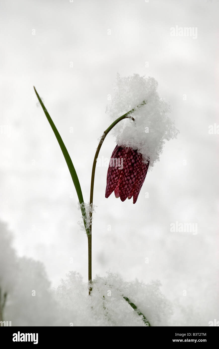 Fritillary: Fritillaria Meleagris, ungewöhnliche Frühling Schneefall Surrey England April Stockfoto