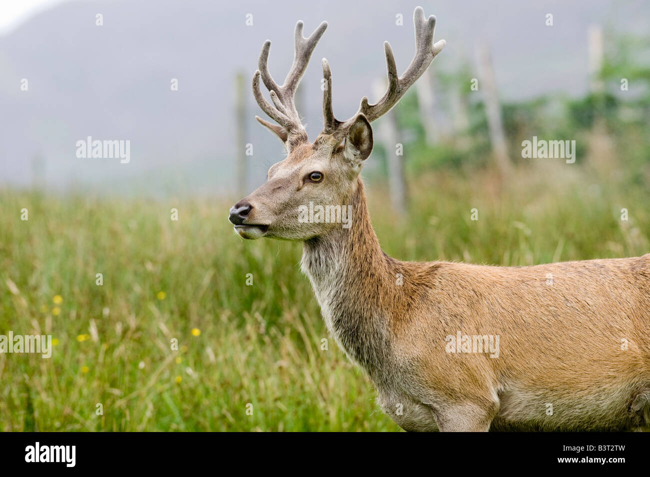 Rothirsch Cervus Elaphus Hirsch stehend auf Moorland bedeckte Hochland Perthshire Schottland Geweih noch in samt Stockfoto